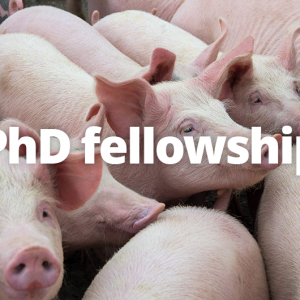 PhD fellowship in active surveillance of antimicrobial resistance in pigs