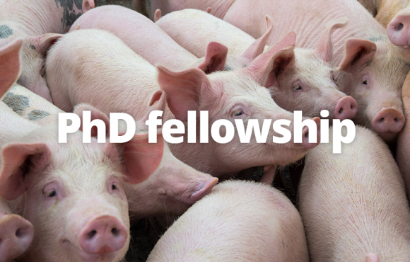 PhD fellowship in active surveillance of antimicrobial resistance in pigs